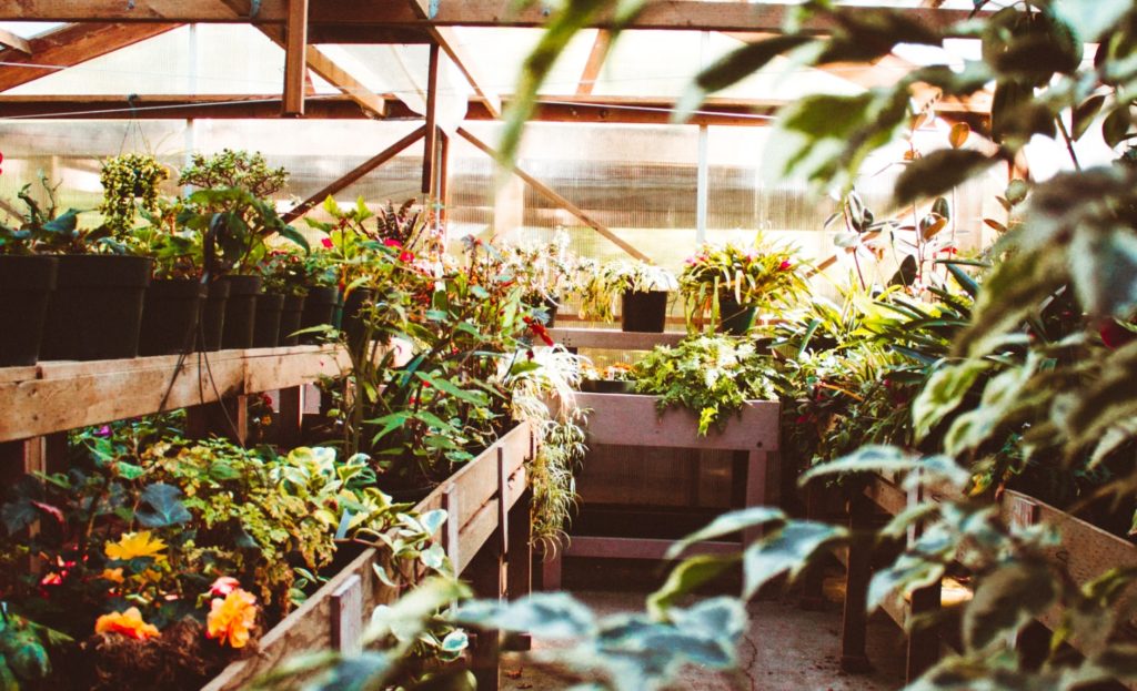 greenhouse nursery